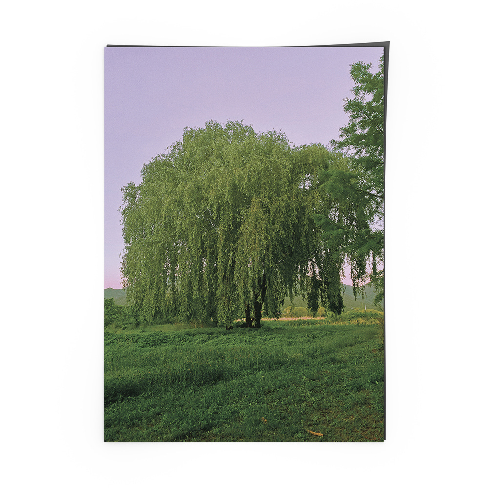 willow tree poster